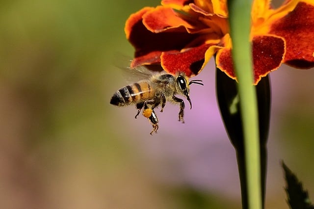 abeille disparition